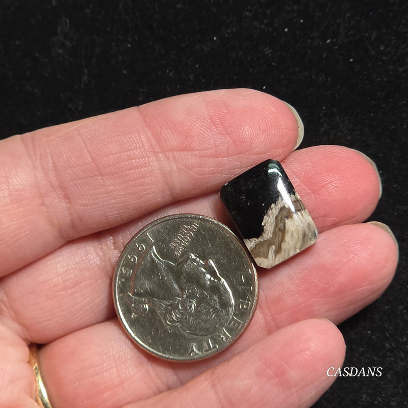 Petrified Palmroot Cabochon (Ring Size)
