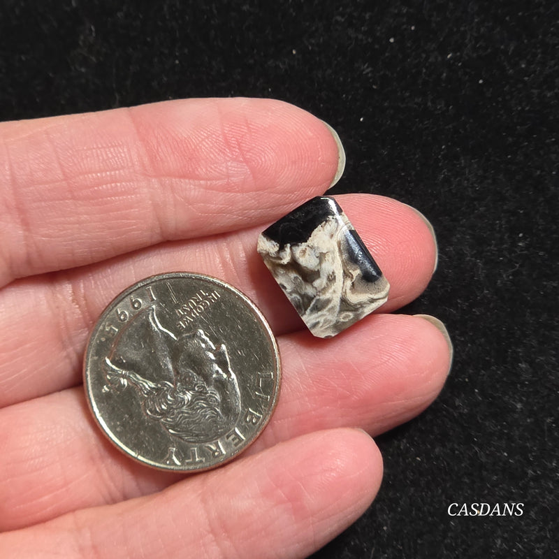 Petrified Palmroot Cabochon (Ring Size)