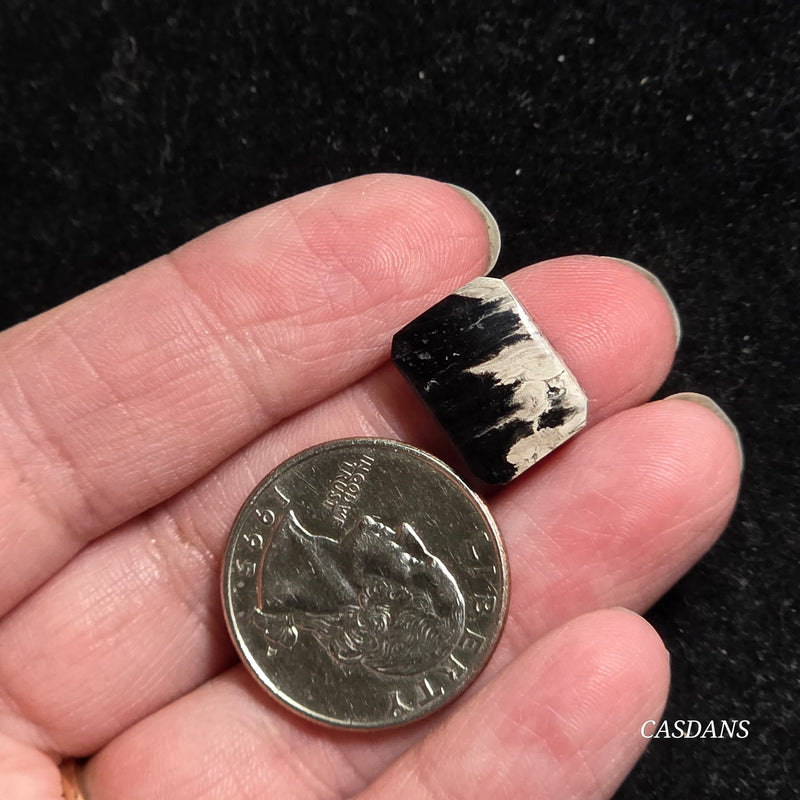Petrified Palmroot Cabochon (Ring Size)