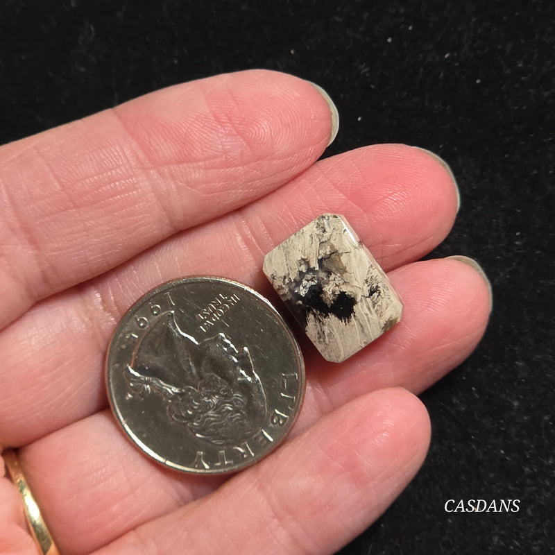 Petrified Palmroot Cabochon (Ring Size)