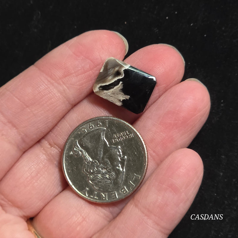 Petrified Palmroot Cabochon (Ring Size)
