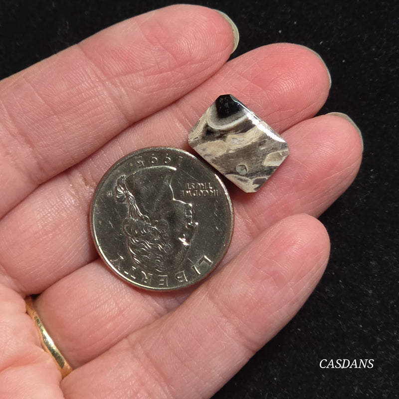 Petrified Palmroot Cabochon (Ring Size)