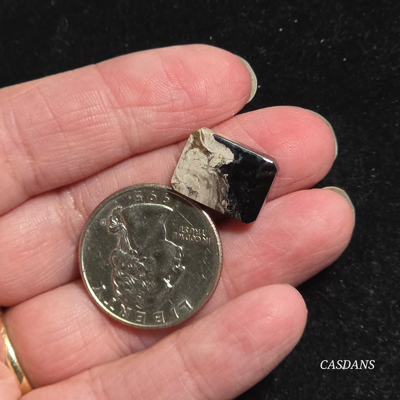 Petrified Palmroot Cabochon (Ring Size)