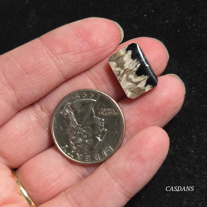 Petrified Palmroot Cabochon (Ring Size)