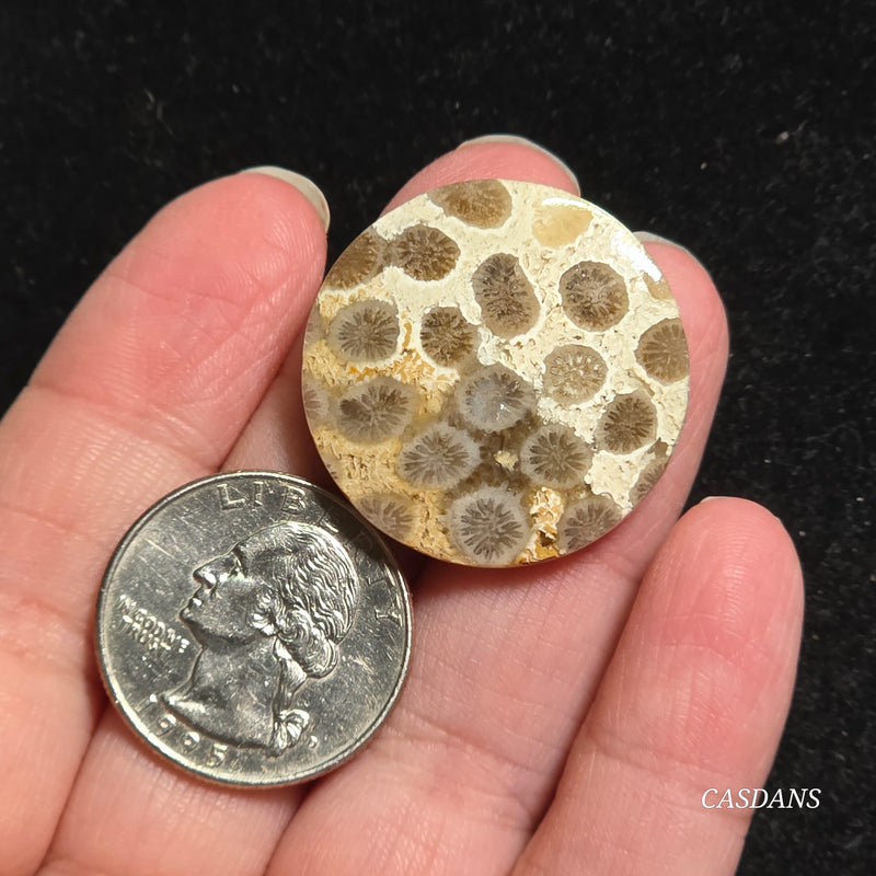 Coral Fossil Cabochon