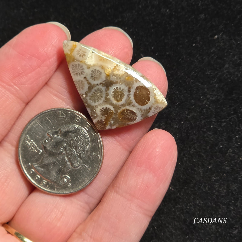Coral Fossil Cabochon