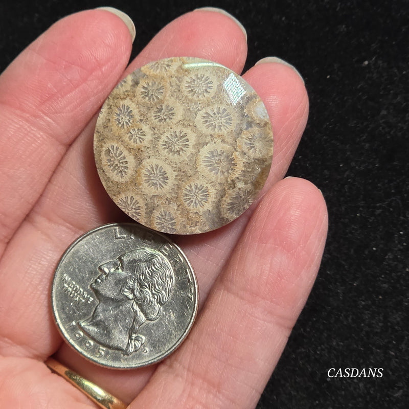 Coral Fossil Cabochon