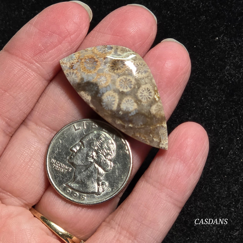 Coral Fossil Cabochon