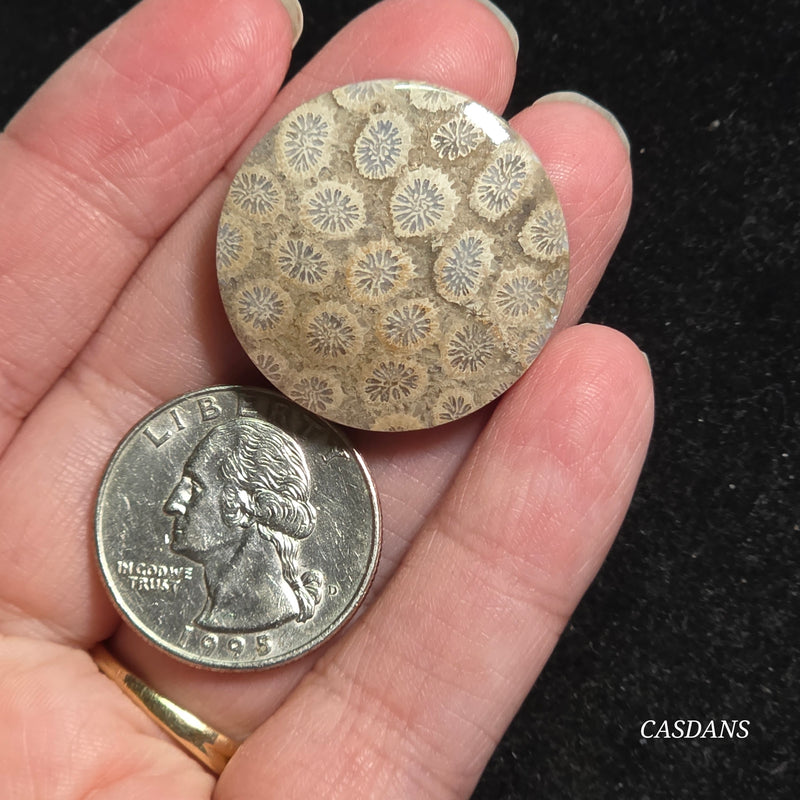 Coral Fossil Cabochon
