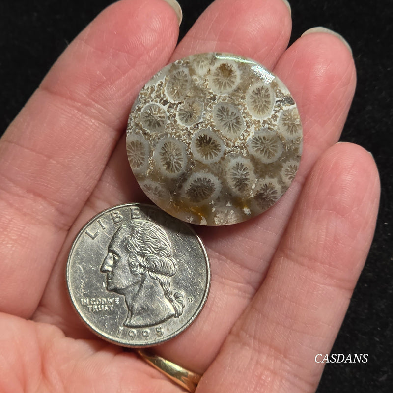 Coral Fossil Cabochon