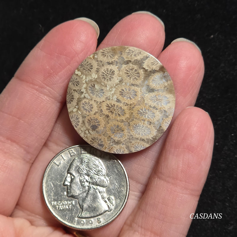 Coral Fossil Cabochon