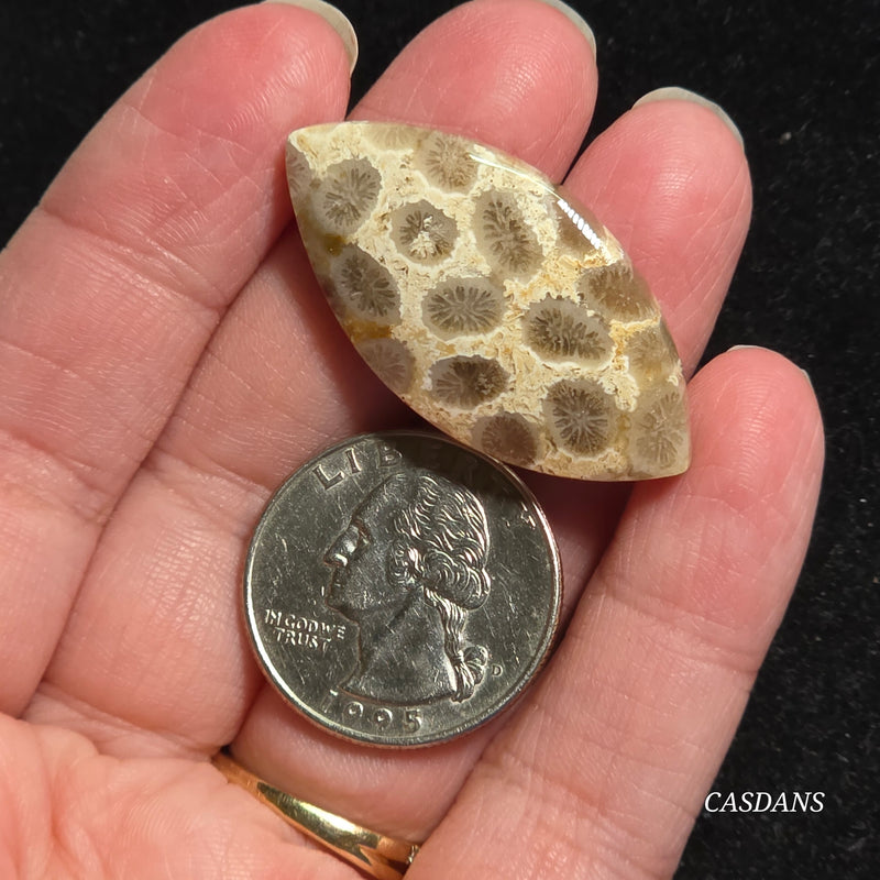 Coral Fossil Cabochon