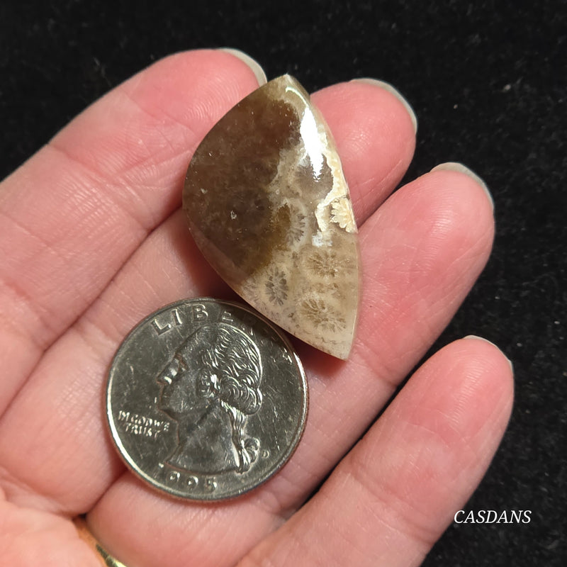 Coral Fossil Cabochon