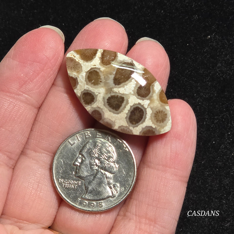 Coral Fossil Cabochon