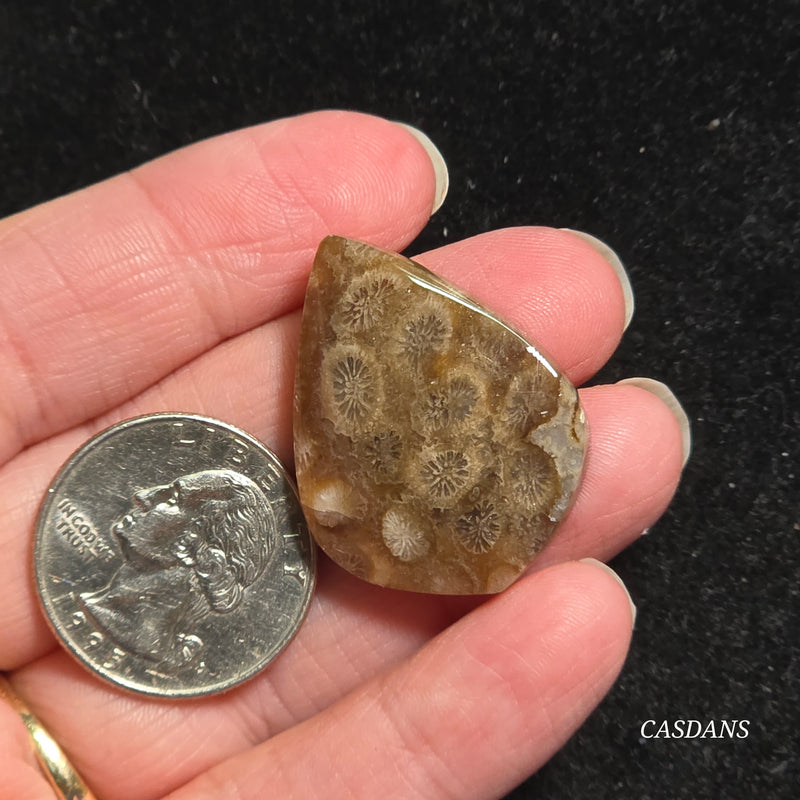 Coral Fossil Cabochon