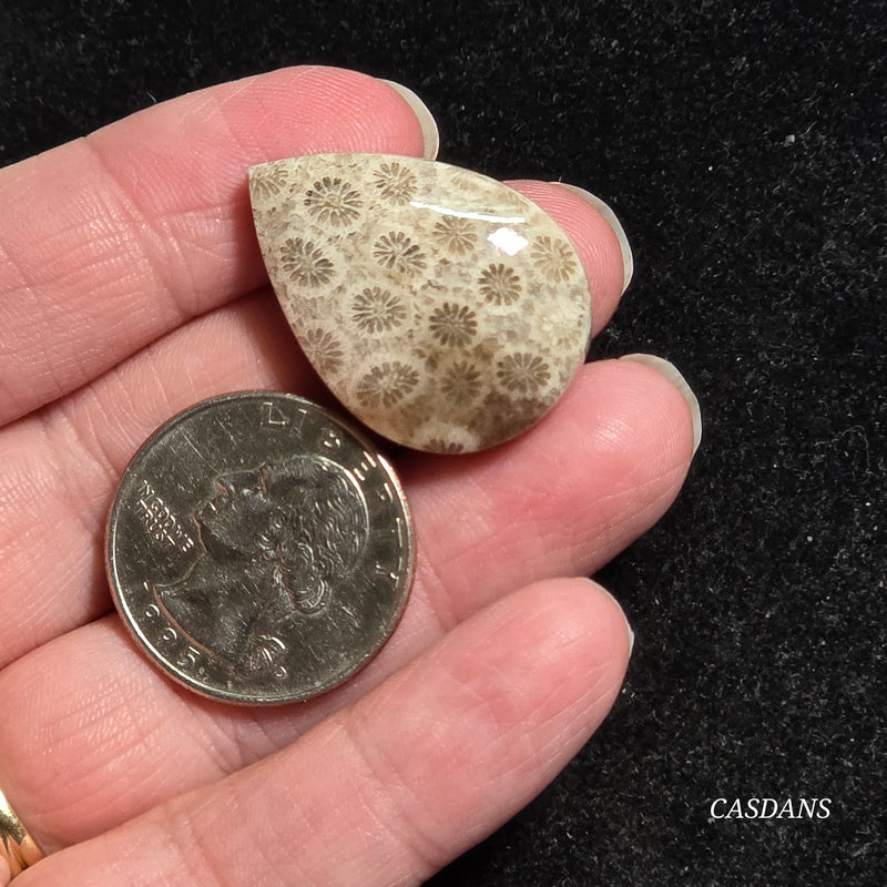 Coral Fossil Cabochon
