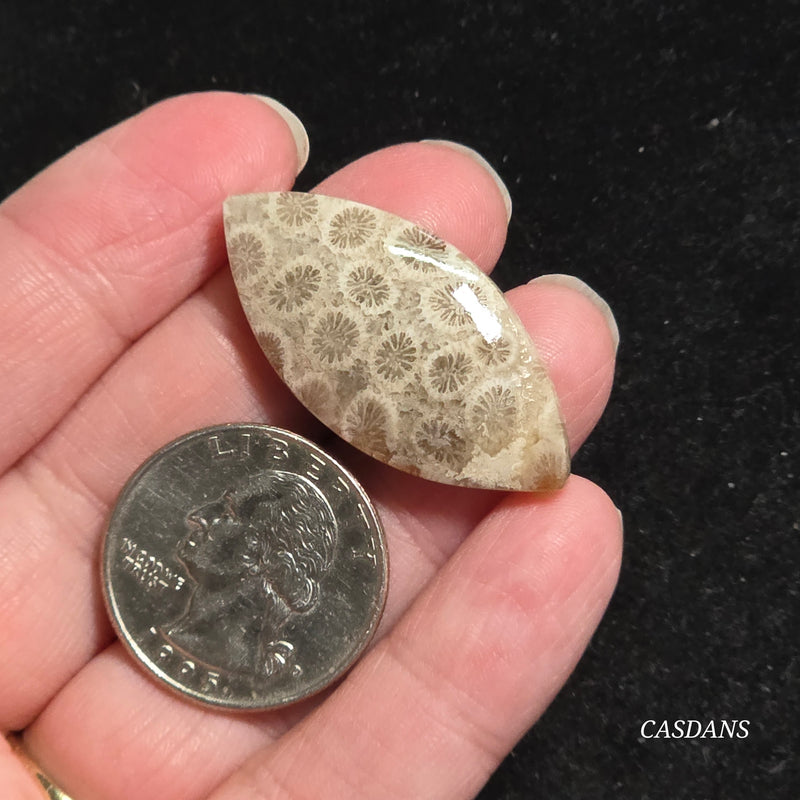 Coral Fossil Cabochon