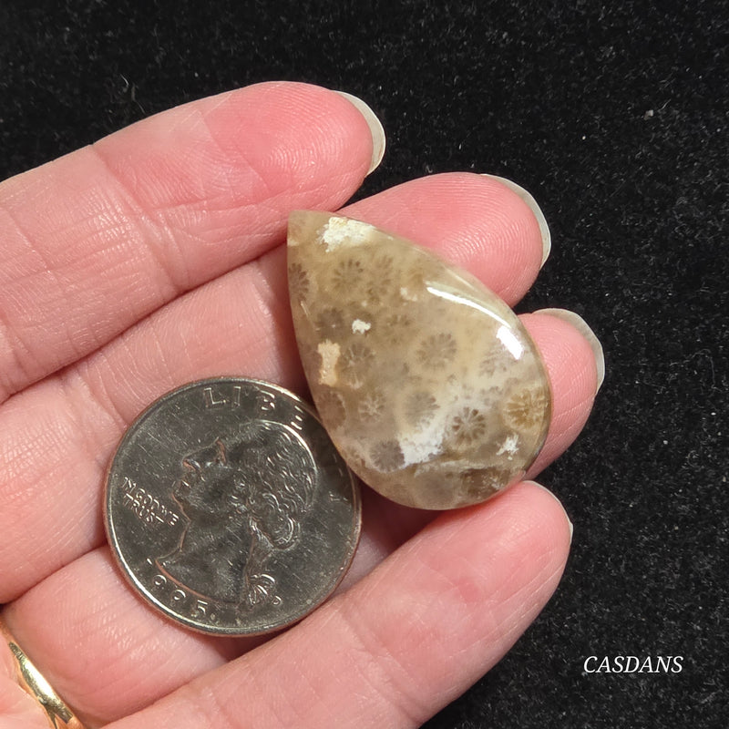 Coral Fossil Cabochon