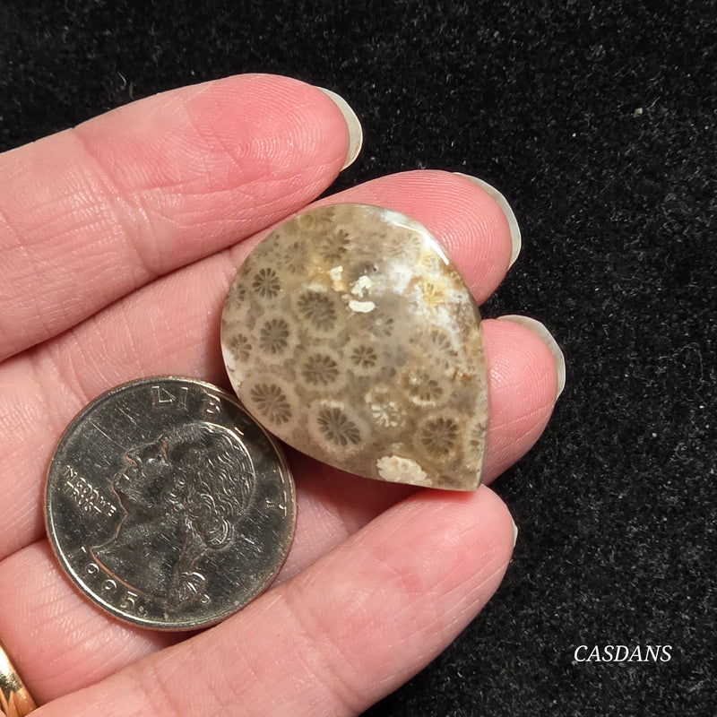Coral Fossil Cabochon