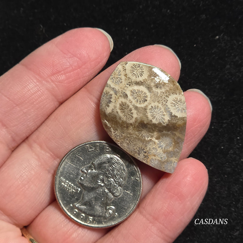 Coral Fossil Cabochon