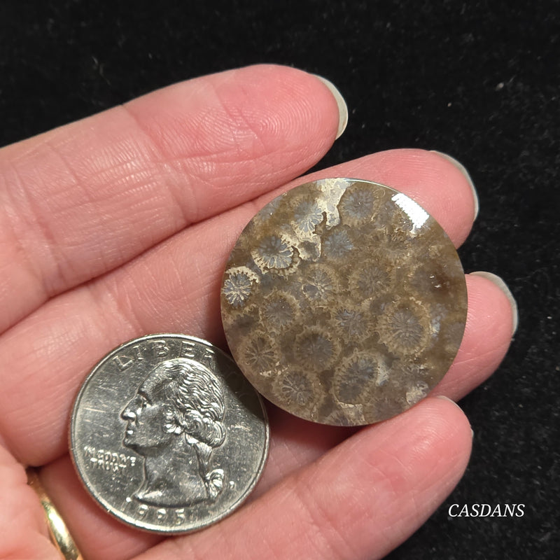 Coral Fossil Cabochon