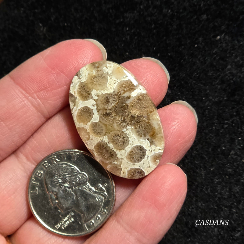 Coral Fossil Cabochon