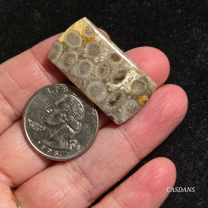 Coral Fossil Cabochon