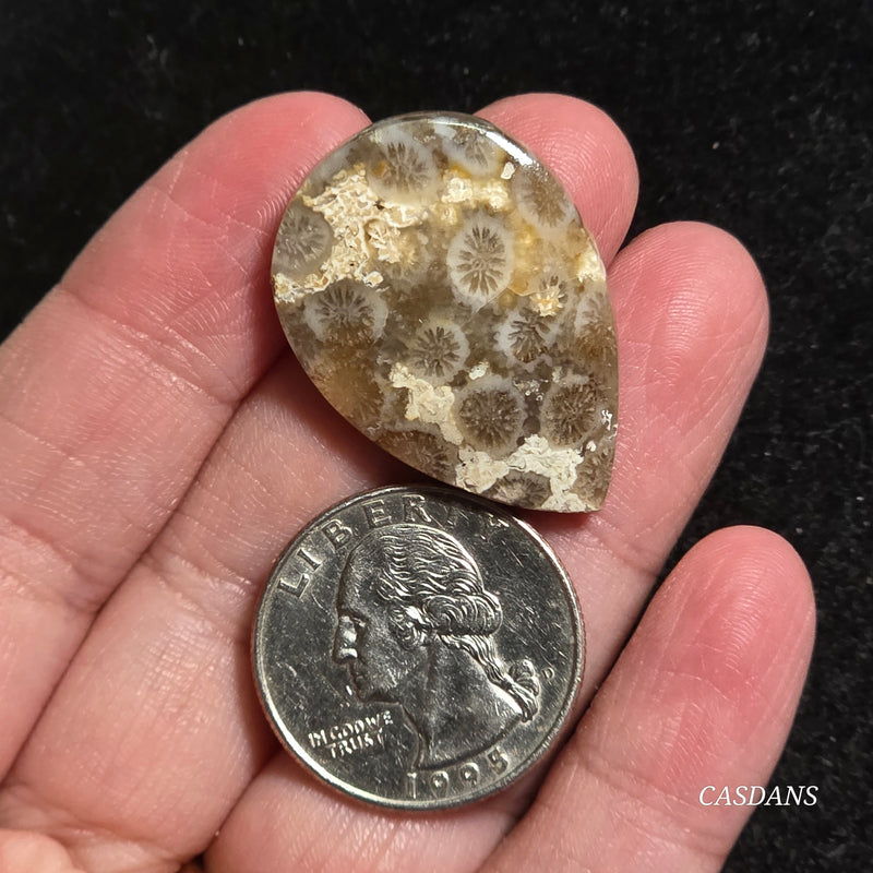 Coral Fossil Cabochon