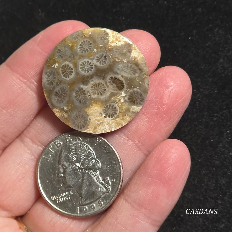 Coral Fossil Cabochon