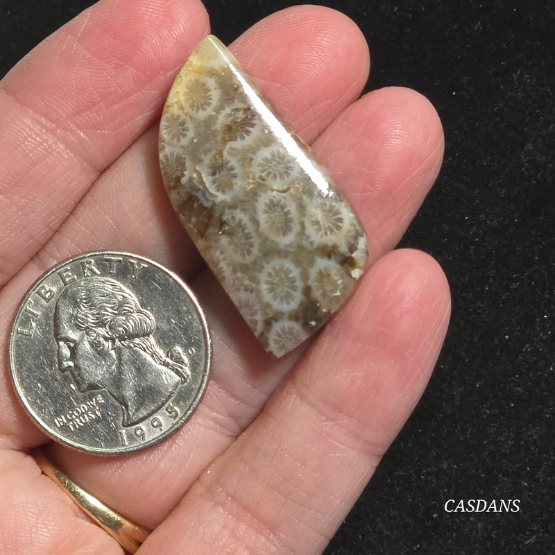 Coral Fossil Cabochon