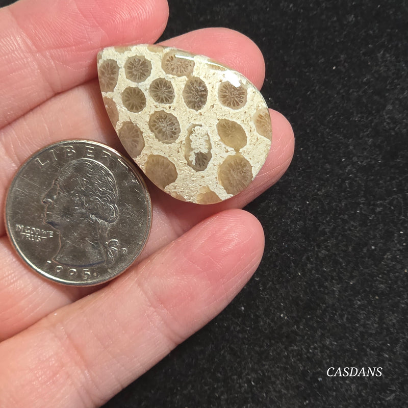 Coral Fossil Cabochon
