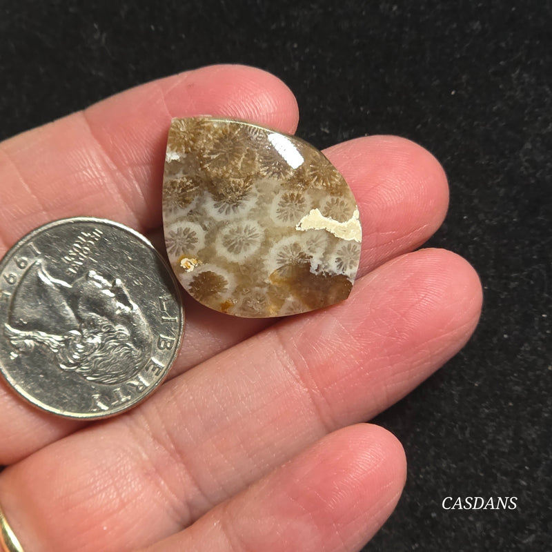 Coral Fossil Cabochon
