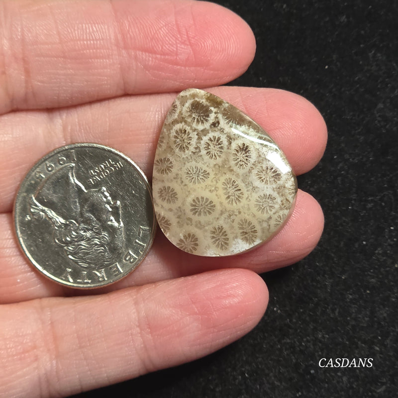 Coral Fossil Cabochon