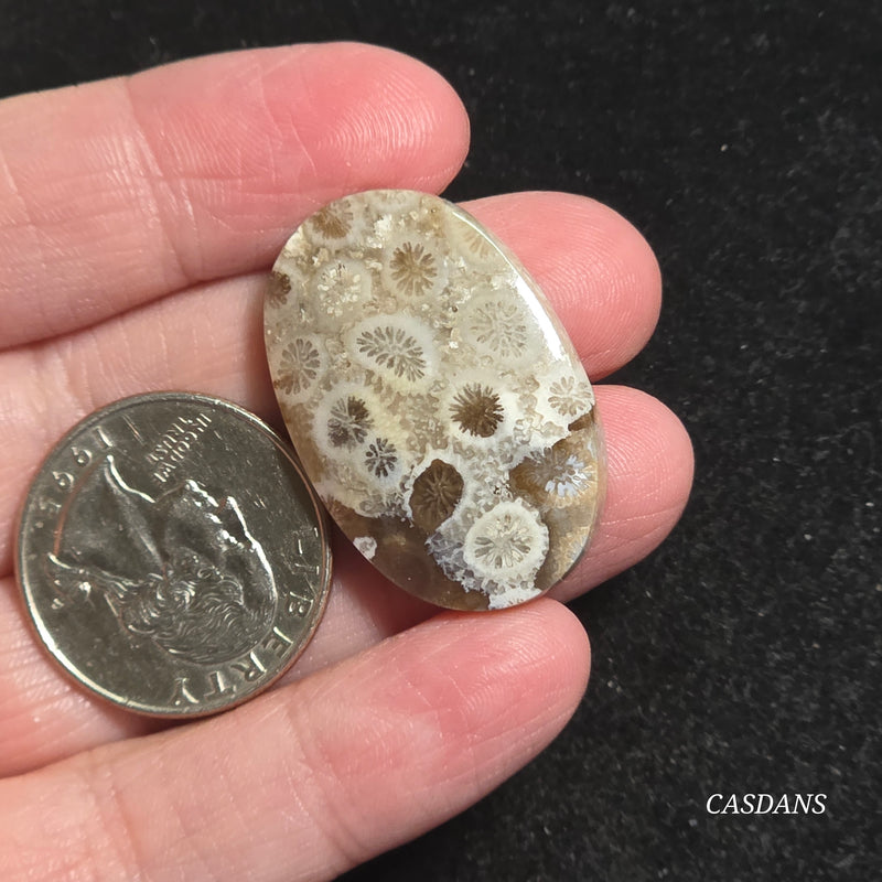Coral Fossil Cabochon