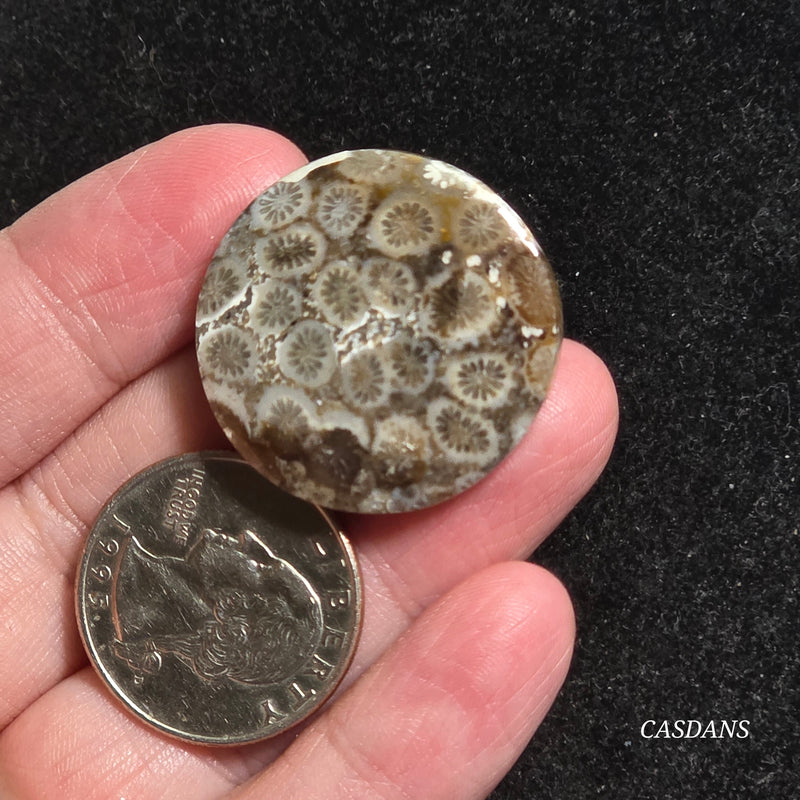 Coral Fossil Cabochon
