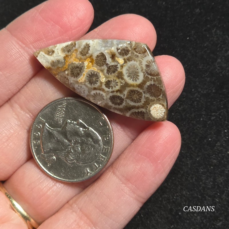 Coral Fossil Cabochon