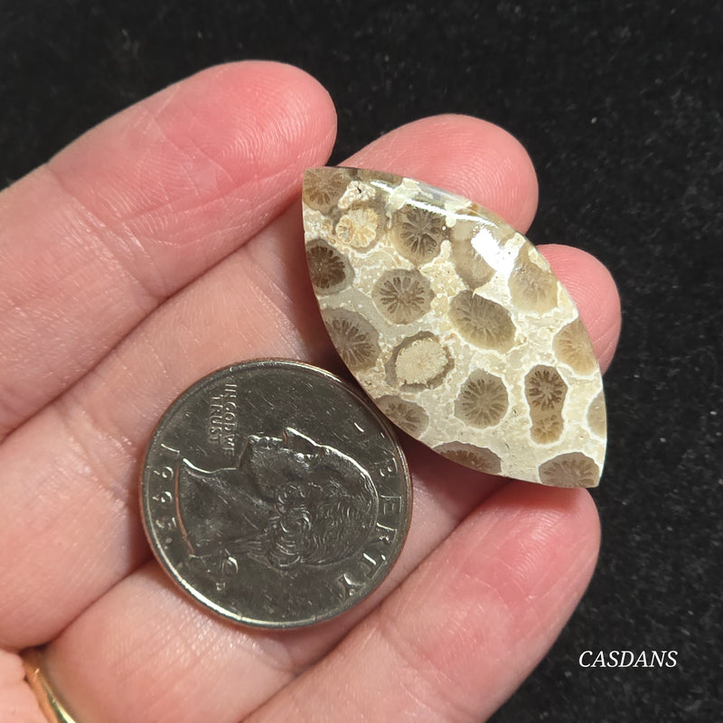 Coral Fossil Cabochon