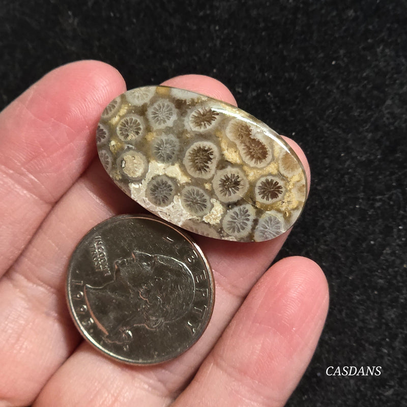 Coral Fossil Cabochon