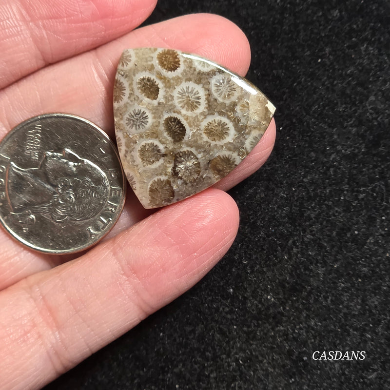 Coral Fossil Cabochon