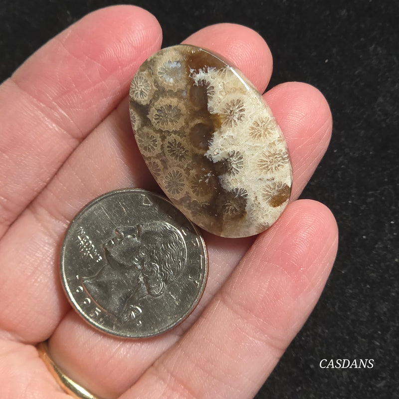 Coral Fossil Cabochon