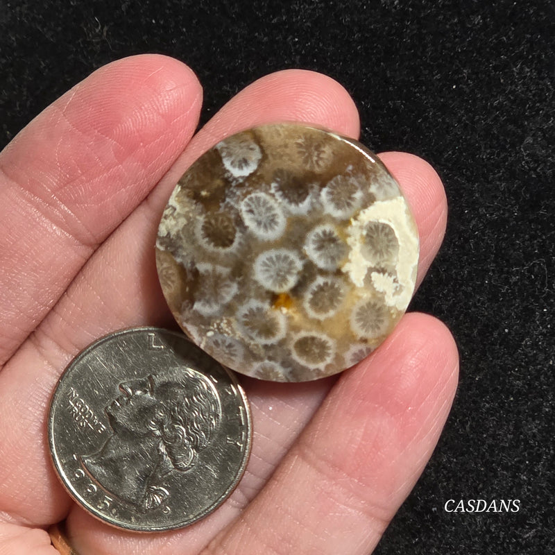 Coral Fossil Cabochon