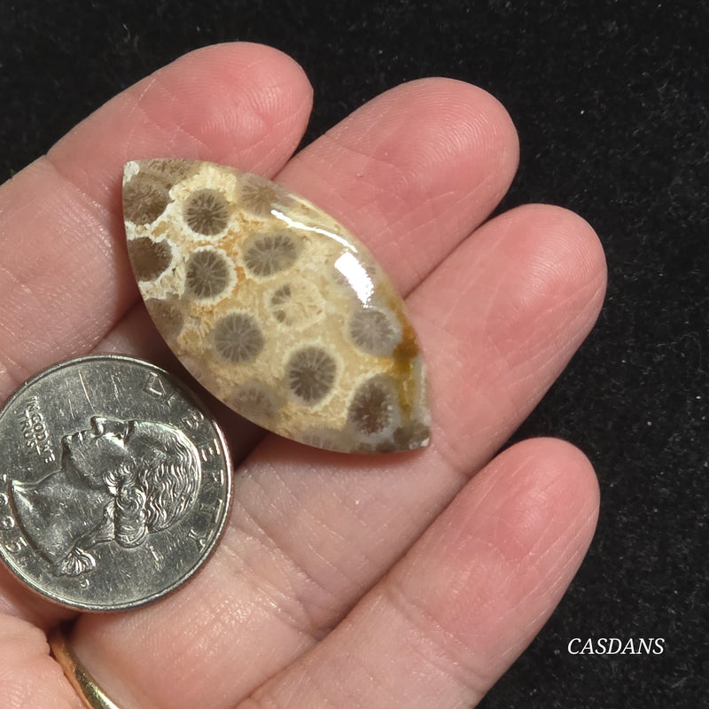 Coral Fossil Cabochon