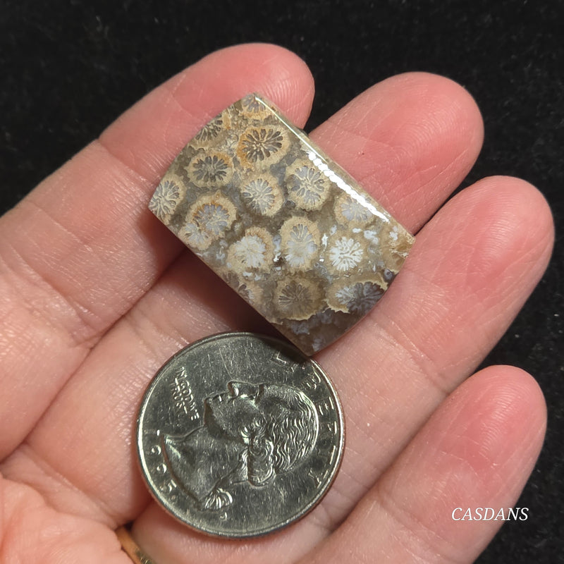 Coral Fossil Cabochon