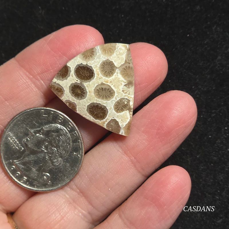Coral Fossil Cabochon