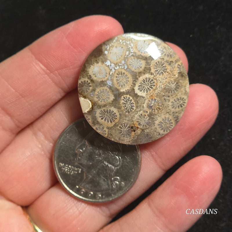 Coral Fossil Cabochon