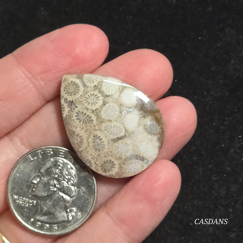 Coral Fossil Cabochon