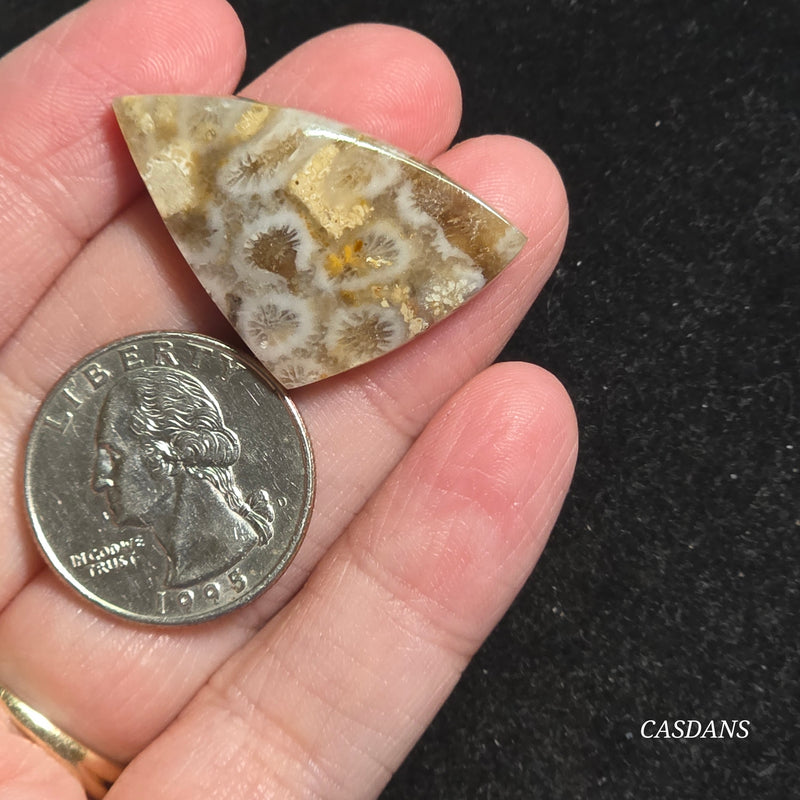 Coral Fossil Cabochon