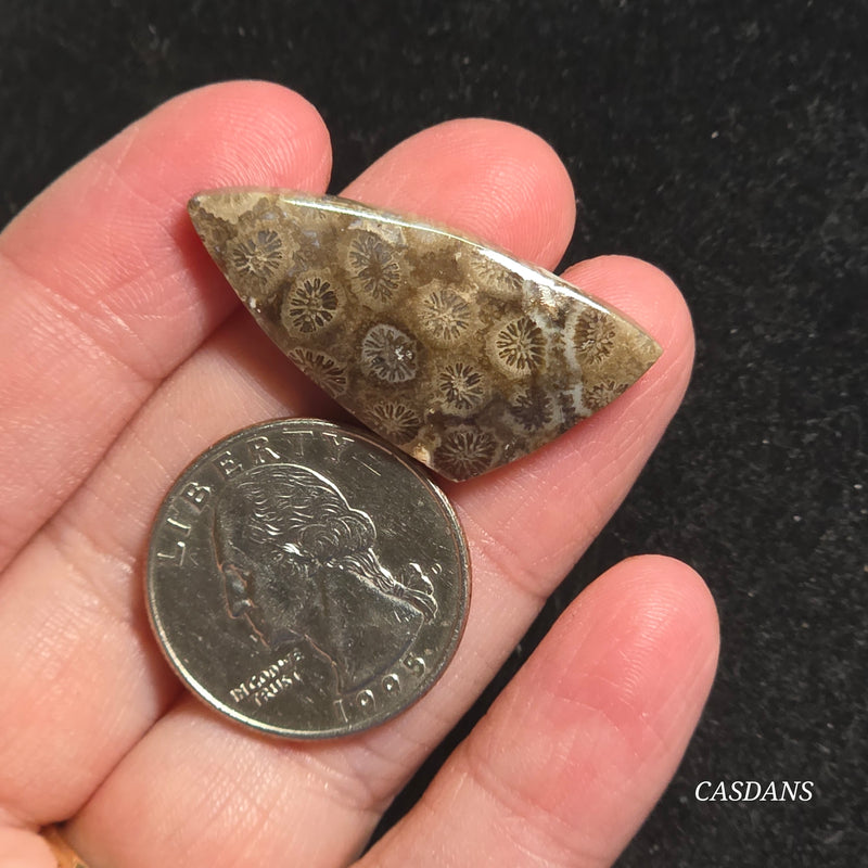 Coral Fossil Cabochon