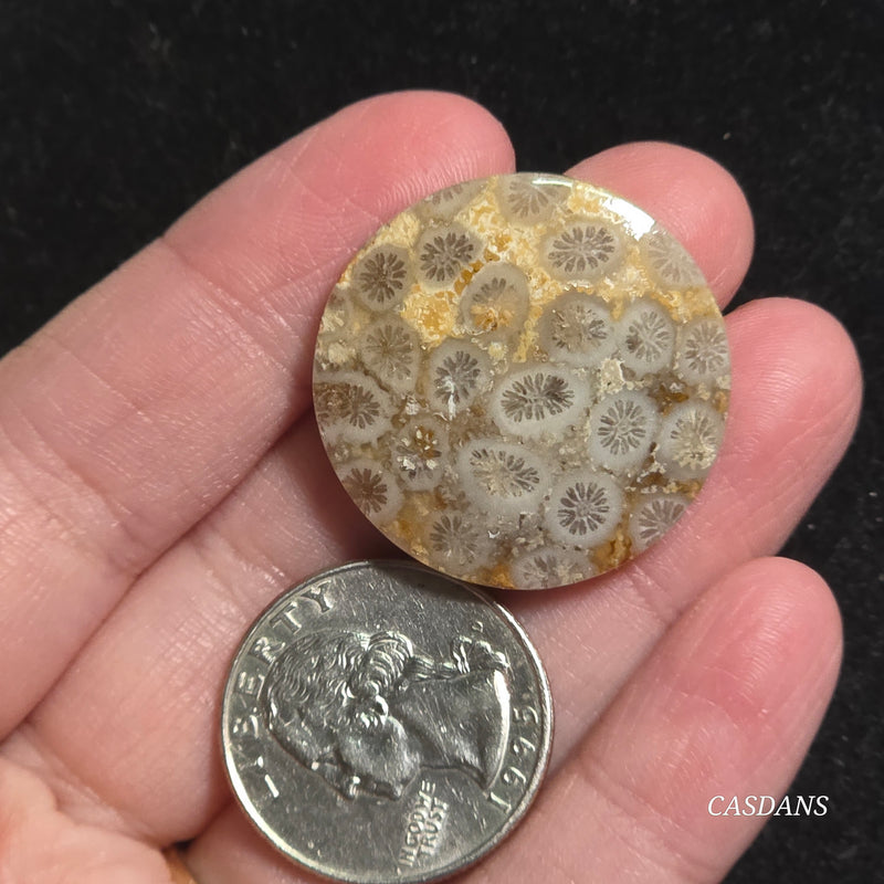 Coral Fossil Cabochon