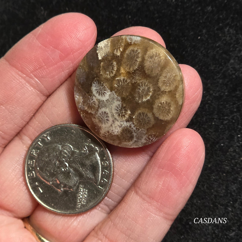 Coral Fossil Cabochon